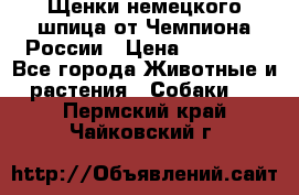 Щенки немецкого шпица от Чемпиона России › Цена ­ 50 000 - Все города Животные и растения » Собаки   . Пермский край,Чайковский г.